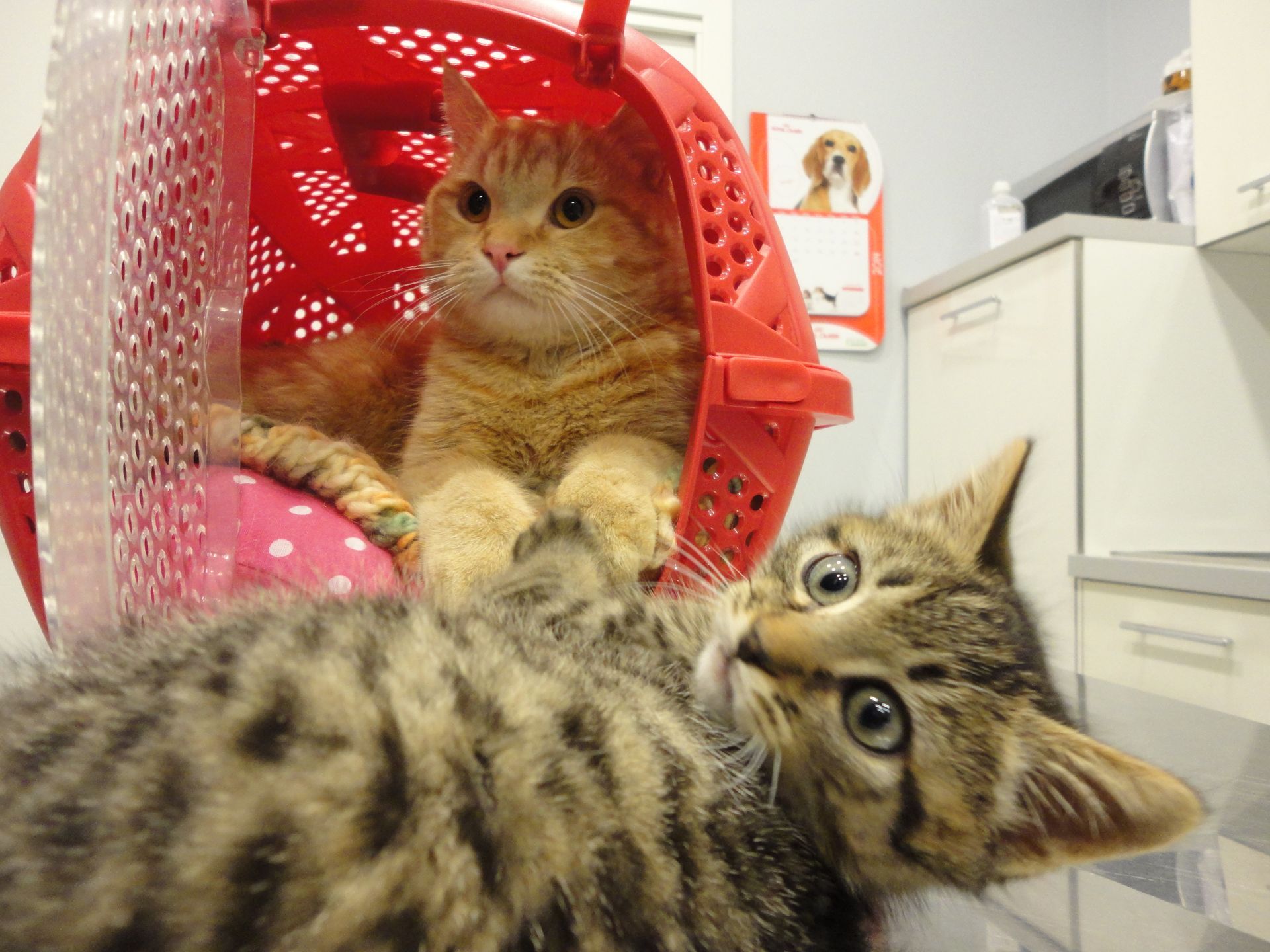 Dott. Falci Simone Veterinario Prato