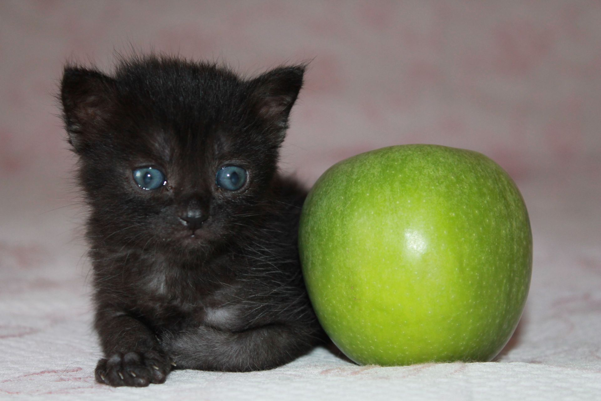 Ambulatorio Veterinario Borgonuovo Prato_ nutrizione animali