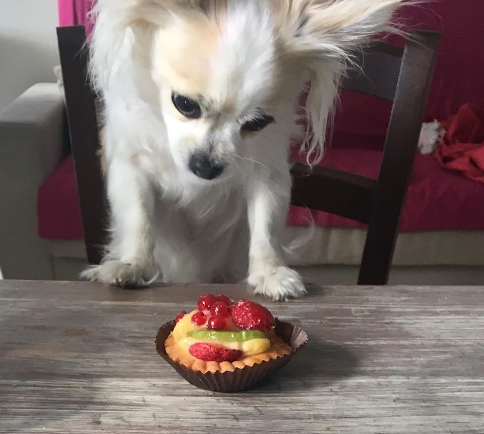 Prato Ambulatorio Veterinario Falci Borgonuovo