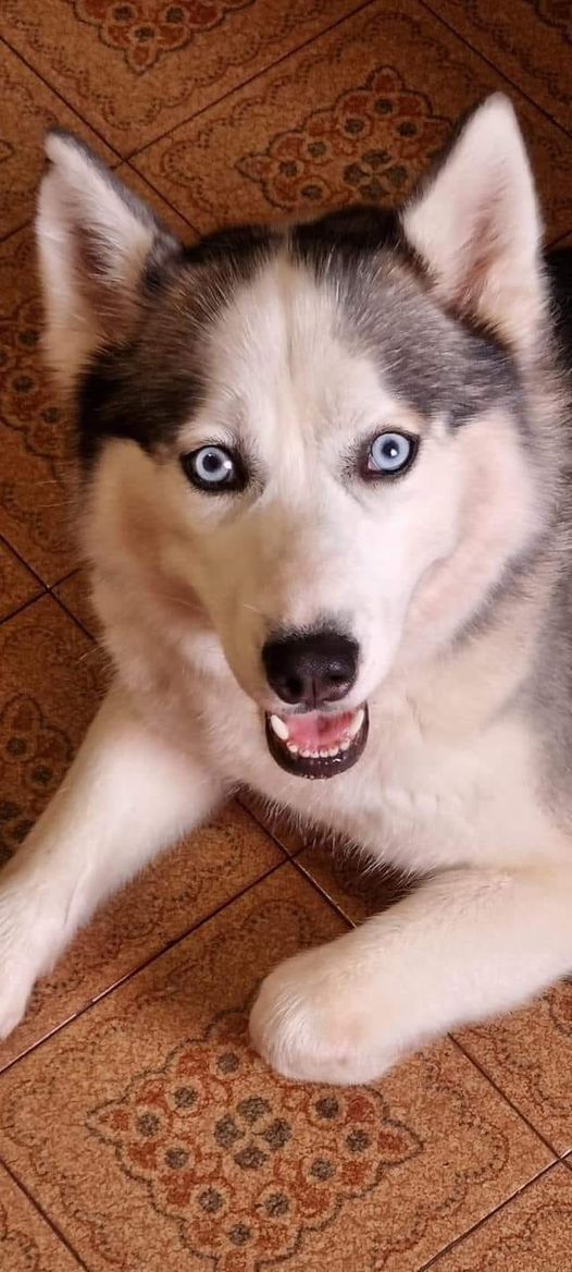 Ambulatorio Veterinario Borgonuovo Prato