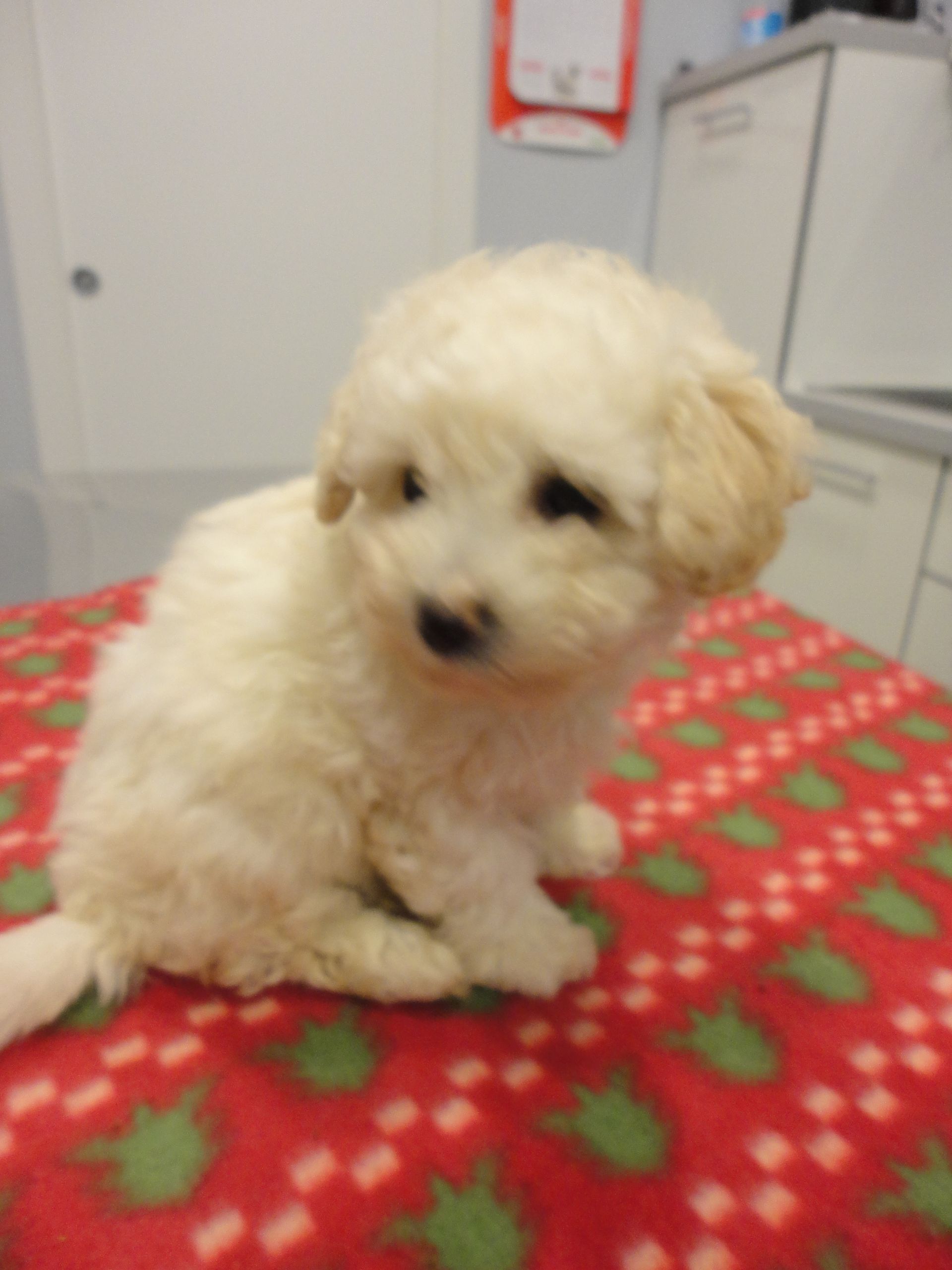 Ambulatorio Veterinario Borgonuovo Prato