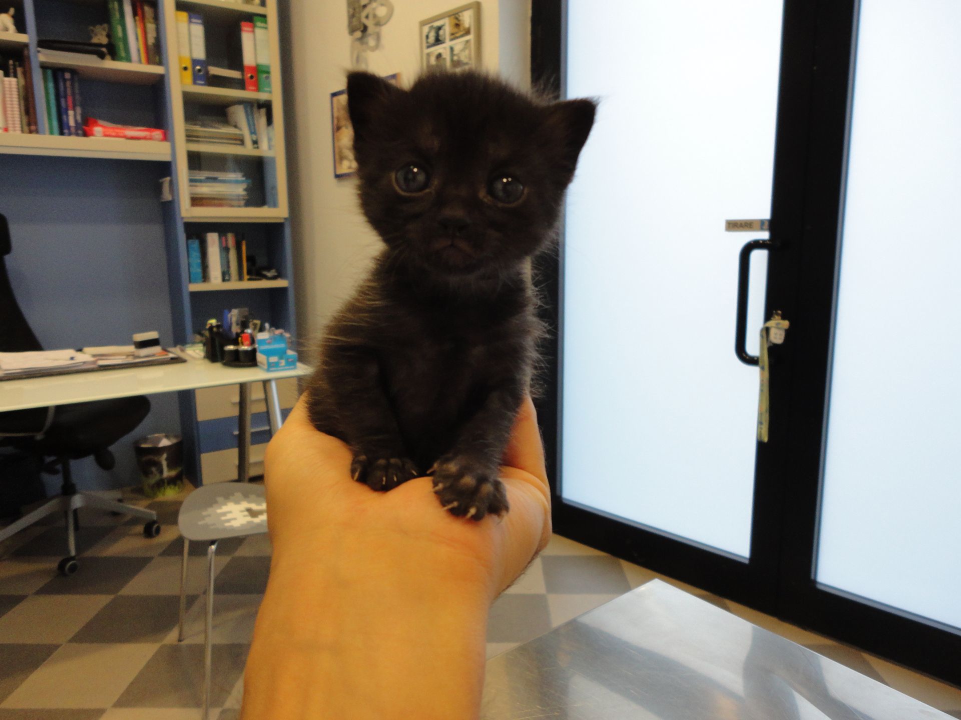 Ambulatorio Veterinario Borgonuovo Prato