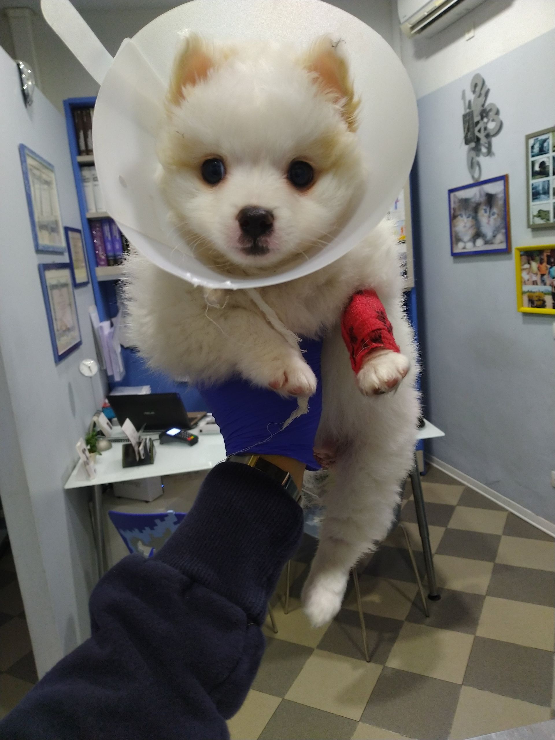 Ambulatorio Veterinario oncologico Prato