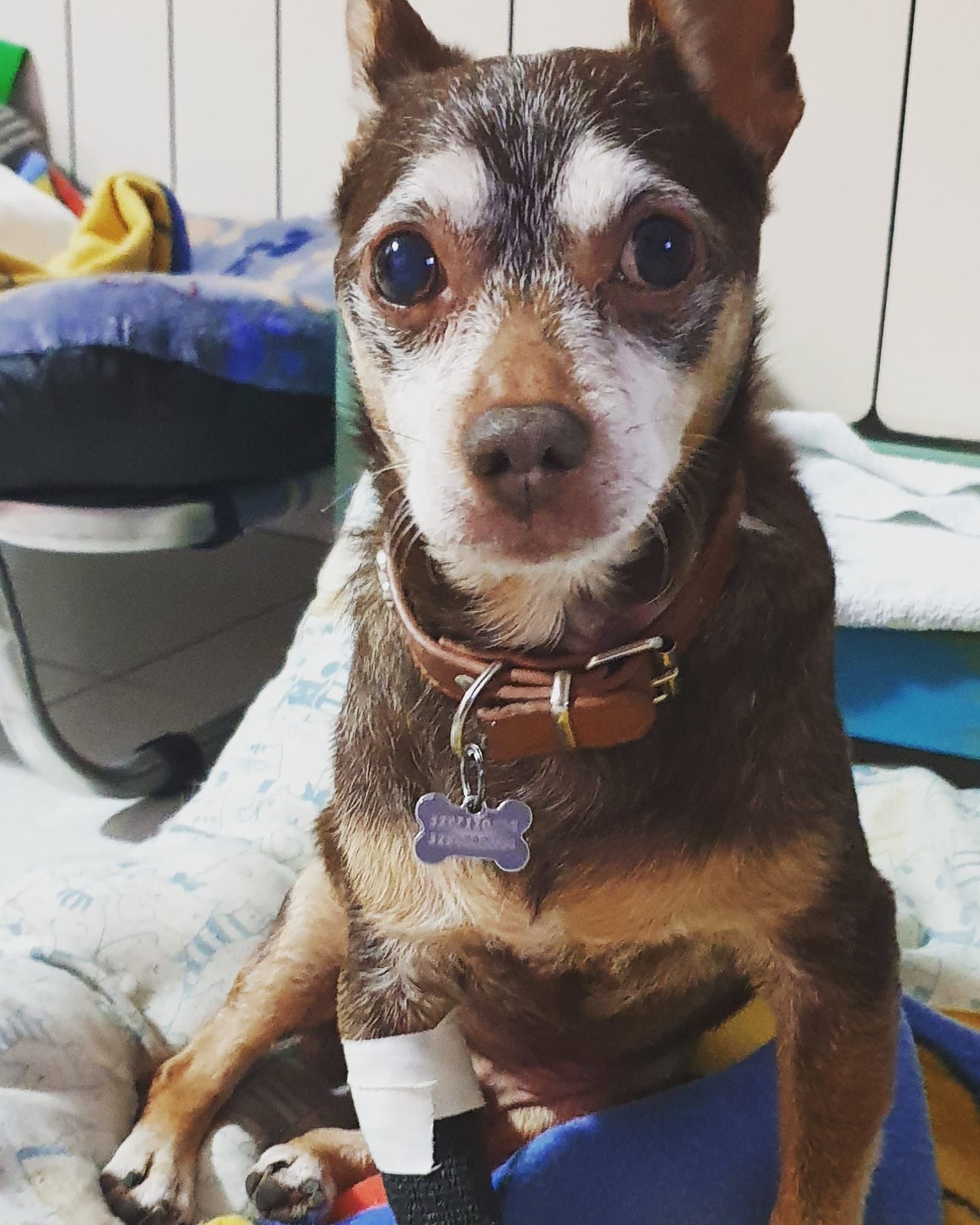 Ambulatorio Veterinario Prato 