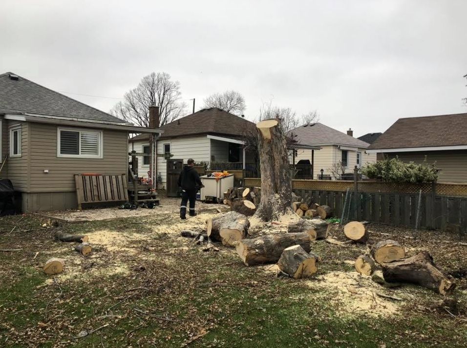 removing a tree in sections