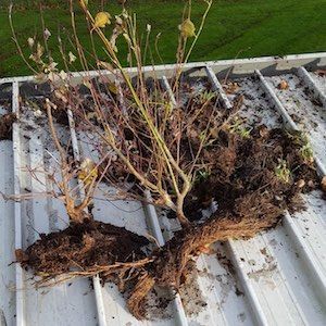 Clumps of dried-out plants with exposed roots on a corrugated metal surface.