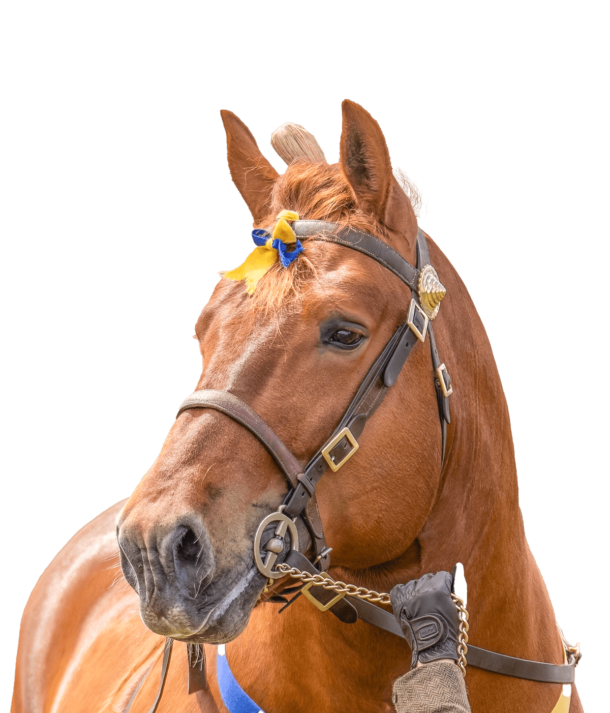 A chesnut brown horse wearing a bridle and a blue and yellow ribbon, from the Suffolk Punch Trust charity