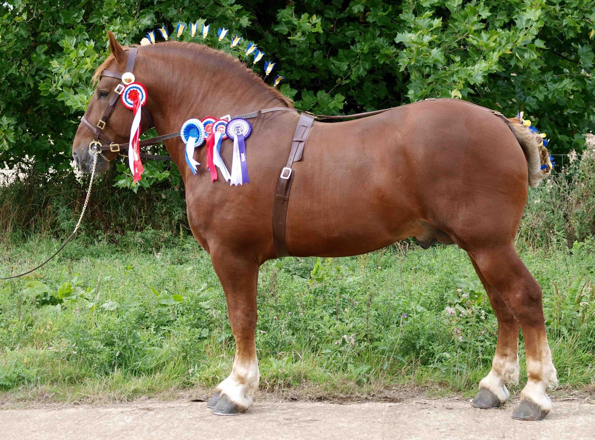 Stallion Achilles from the Suffolk Punch Trust charity in a horse show