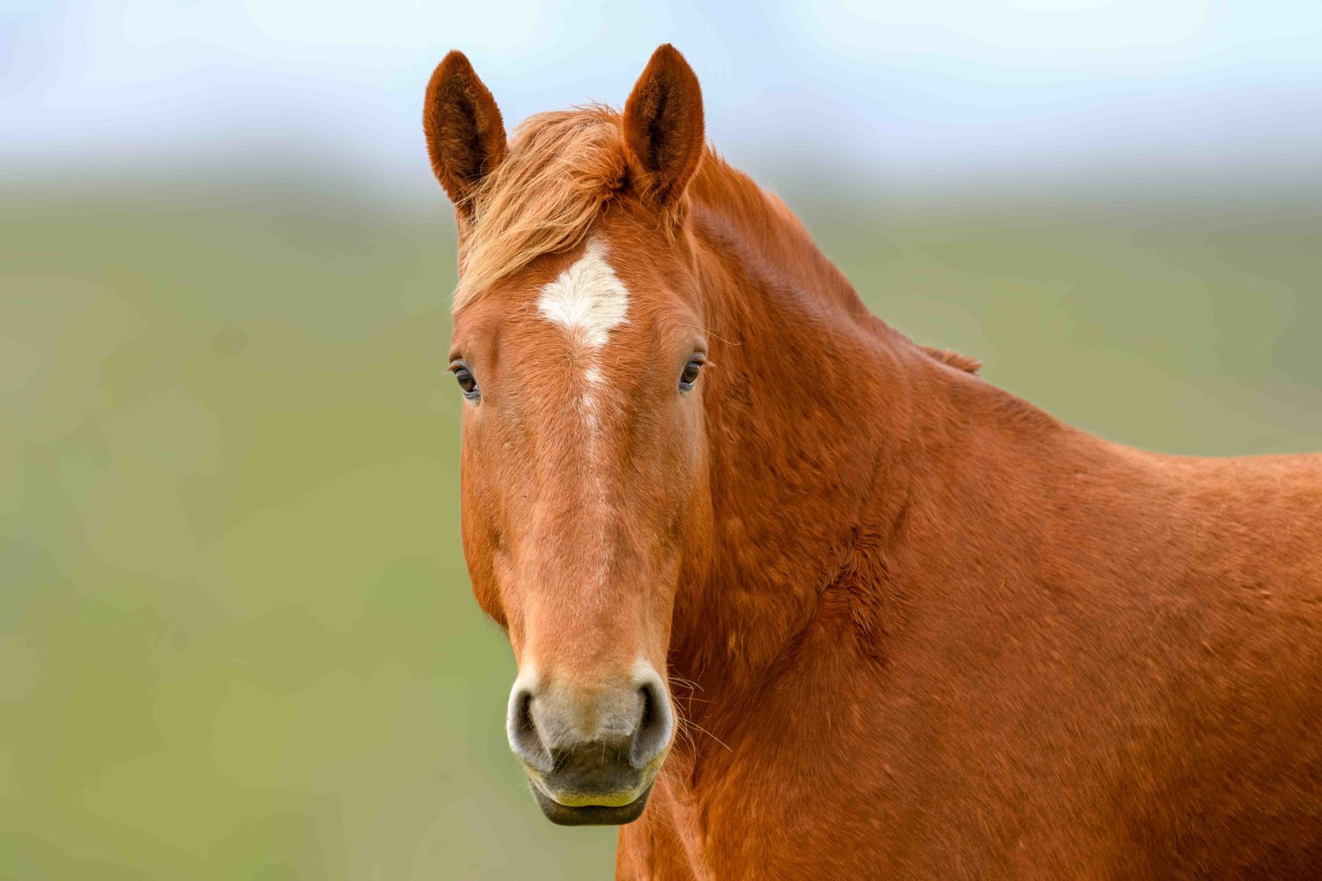 A brown chesnut horse with a white spot on its head is standing in a field at the Suffolk Punch Trust charity