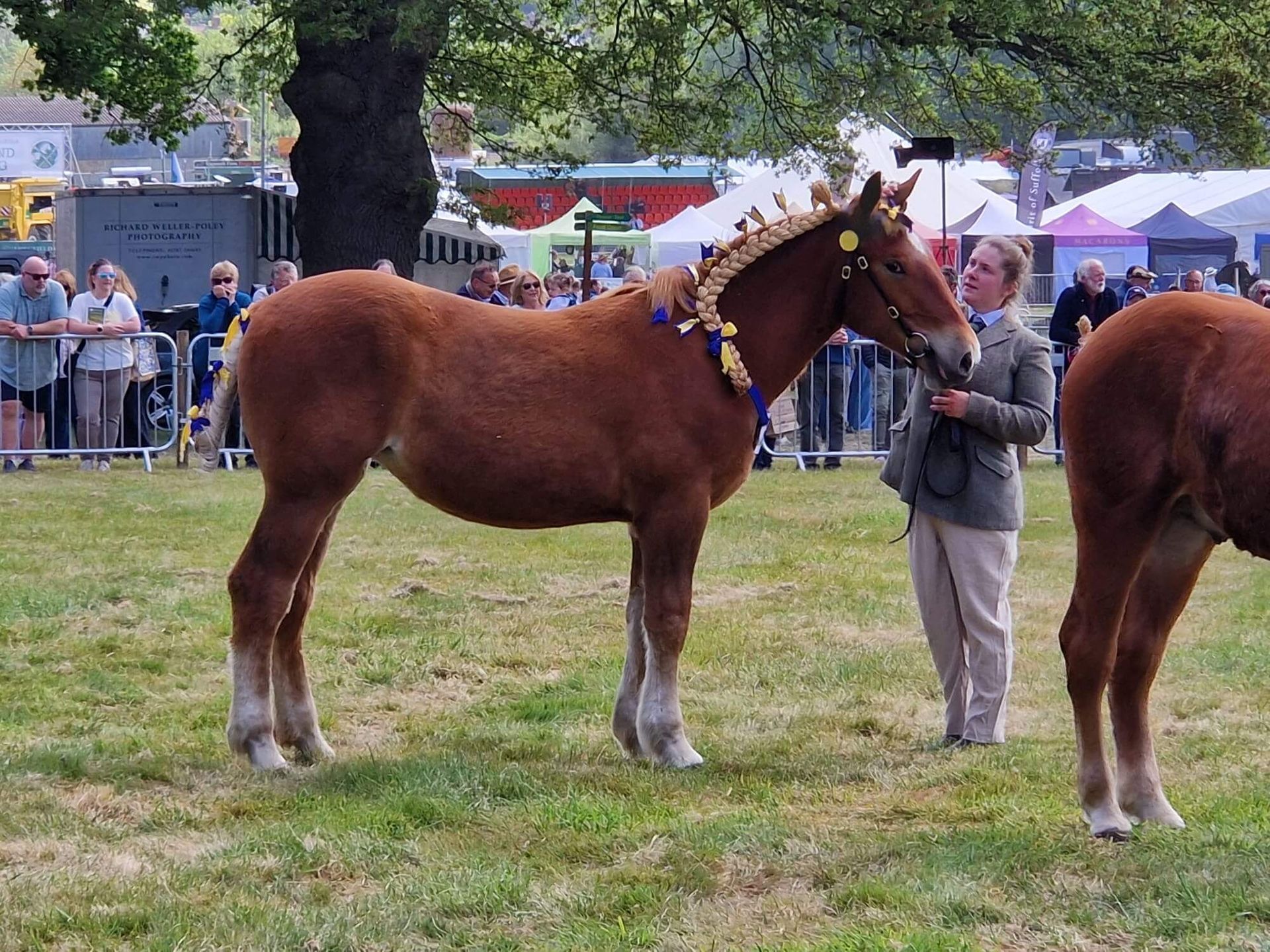 Colony Kamala, a new foal born at the Suffolk Punch Trust