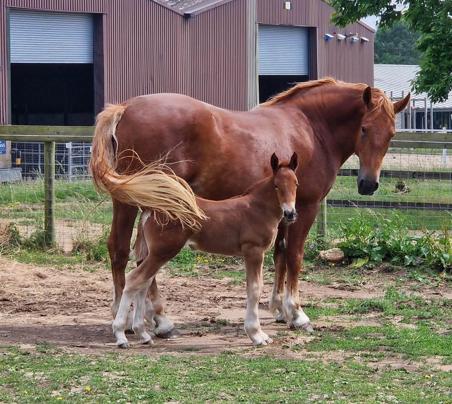 A new foal at the Suffolk Punch Trust, Colony Lucy, with her mum Colony Dorothy