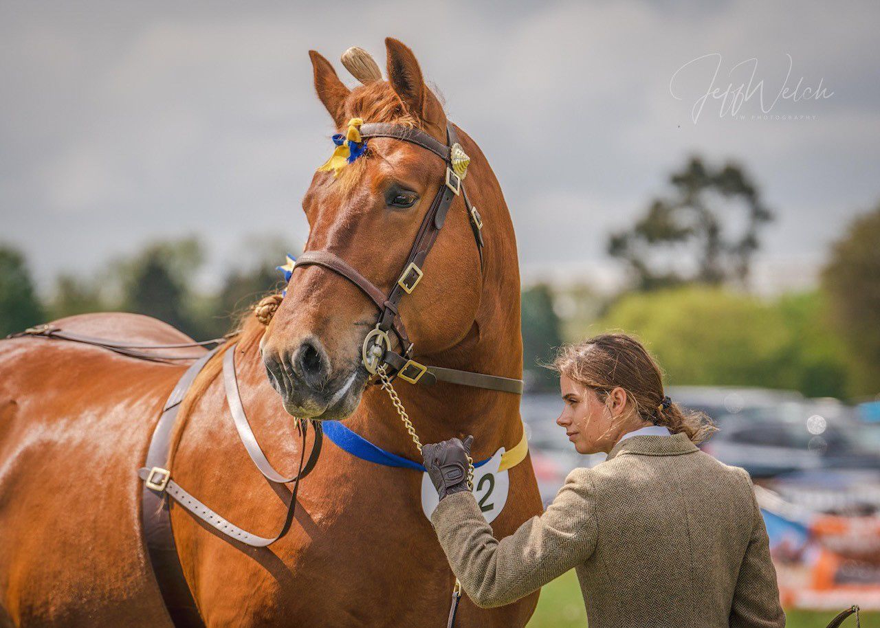 Image of stallion Colony Eli from the Suffolk Punch Trust with a trainer at a show