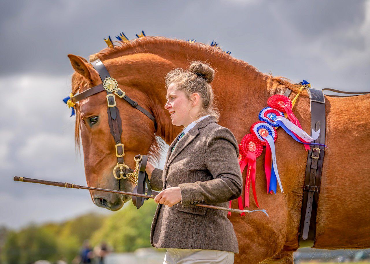 Image of stallion Colony Gremlin from the Suffolk Punch Trust with winning ribbons alongside his trainer