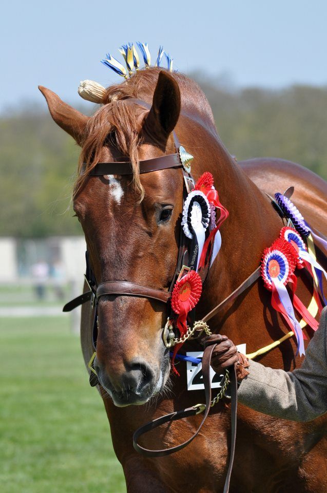 Image of stallion Besthorpe Achilles Suffolk Punch horse with ribbons at a horse show