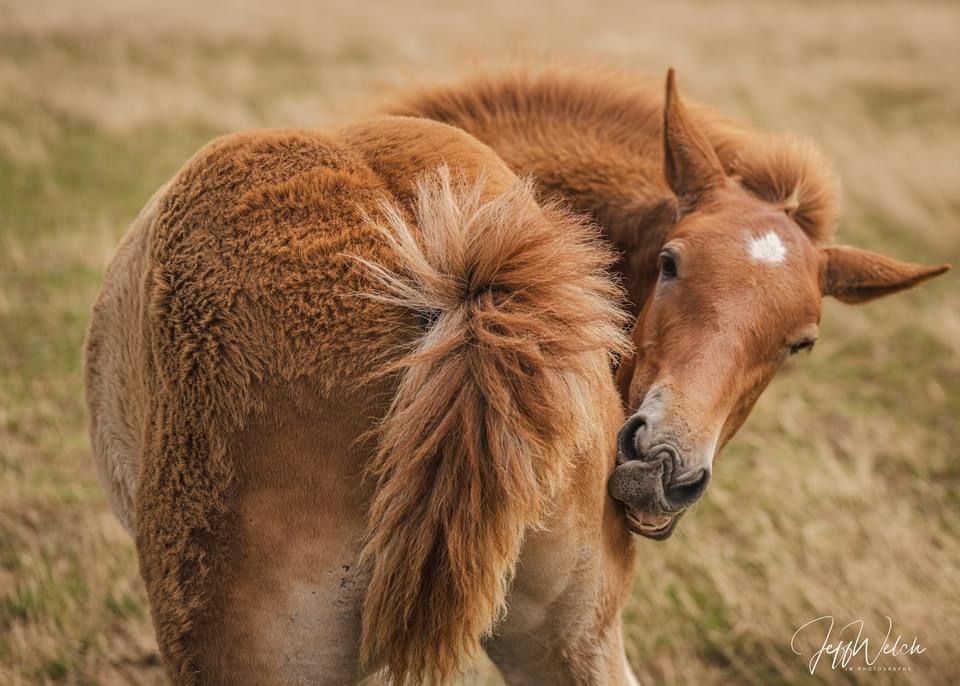 A foal itching himself at the Suffolk Punch Trust