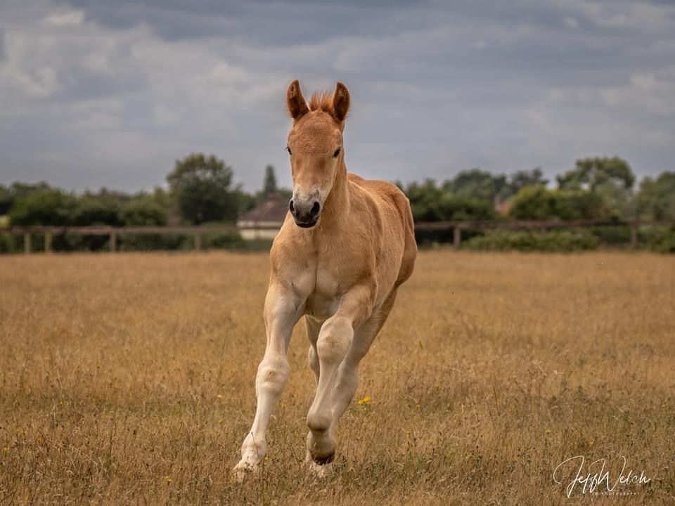 A running foal at the Suffolk Punch Trust