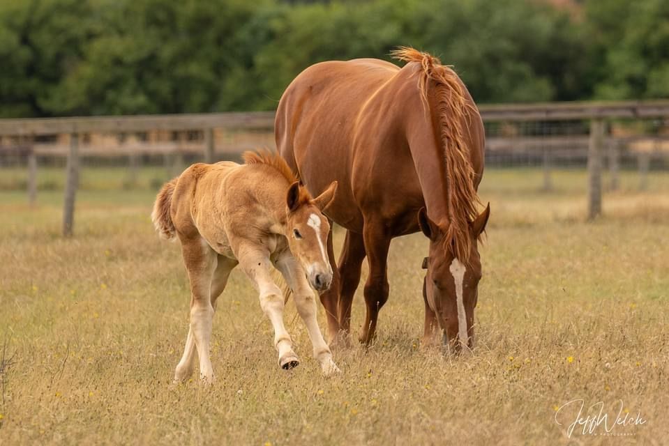 Welcome | The Suffolk Punch Trust