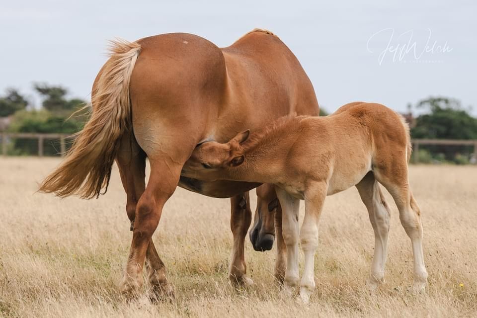 Foal feeding from her mare mother at the Suffolk Punch Trust