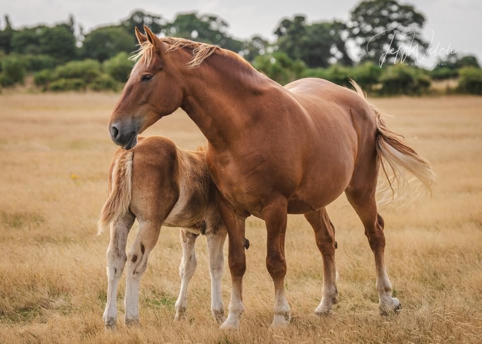 Mare and foal standing next to each other at the Suffolk Punch Trust