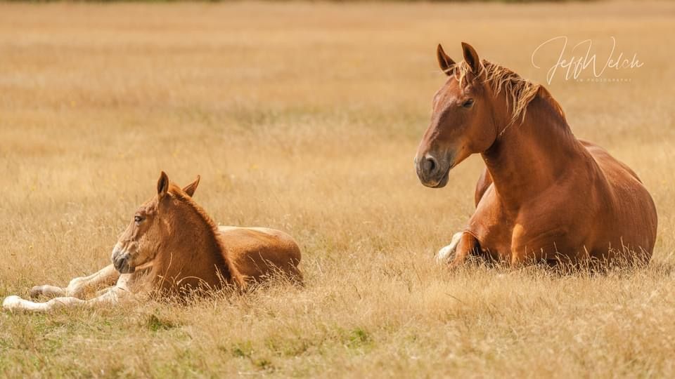 A mare mother and baby foal laying down in a field at the Suffolk Punch Trust