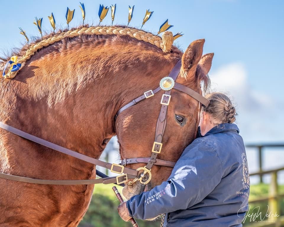A Stallion from the Suffolk Punch Trust showing admiration to his trainer. The horse has flytes and show harnesses.