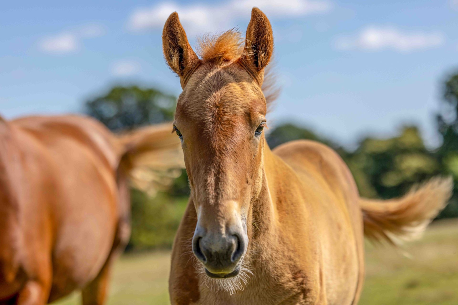 Beautiful foal horse at the Suffolk Punch Trust