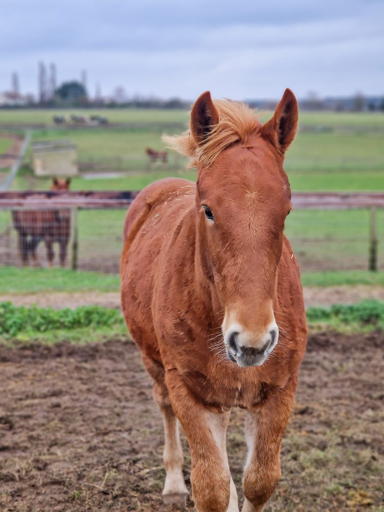 A chesnut foal at the Suffolk Punch Trust