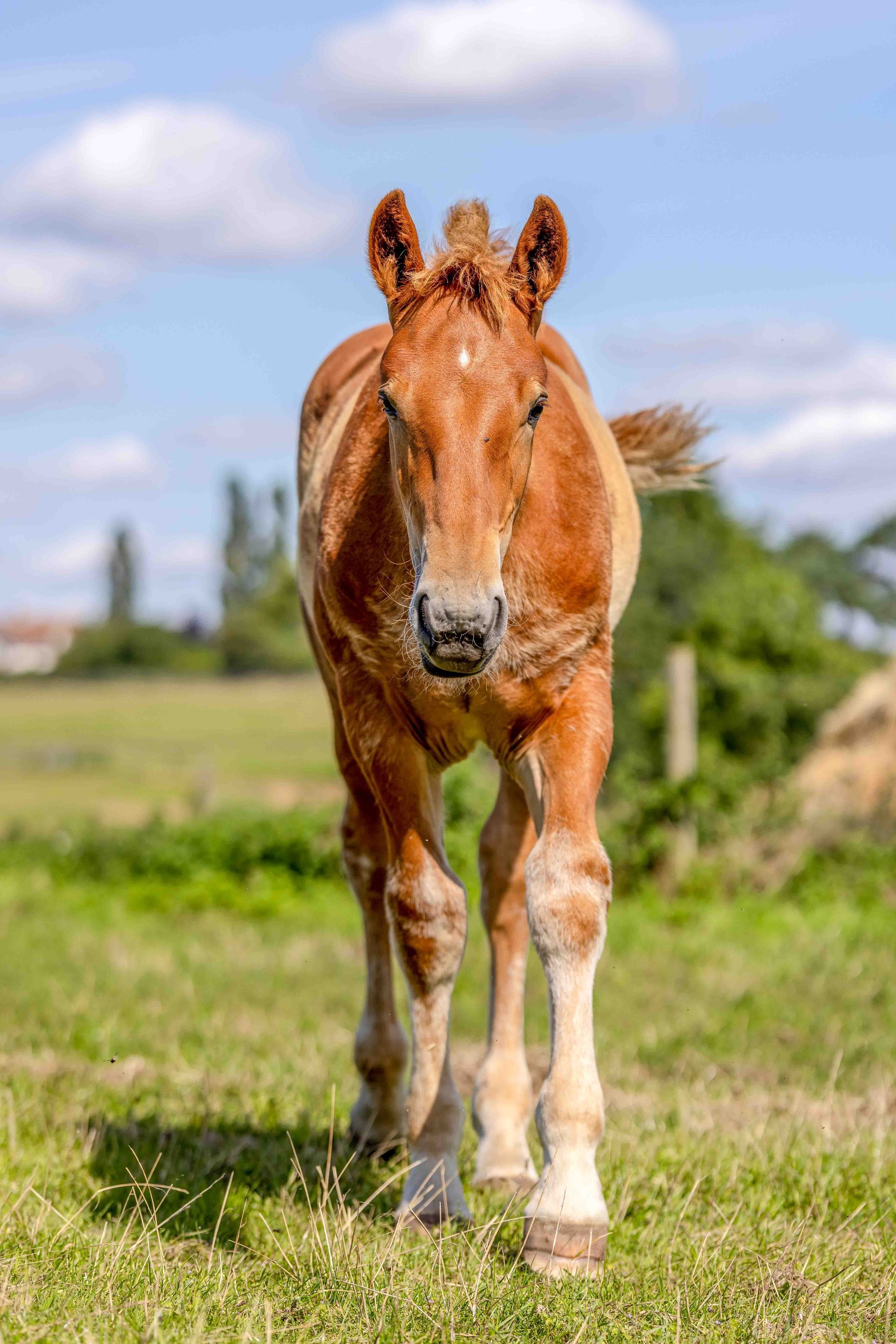 Walking foal at the Suffolk Punch Trust