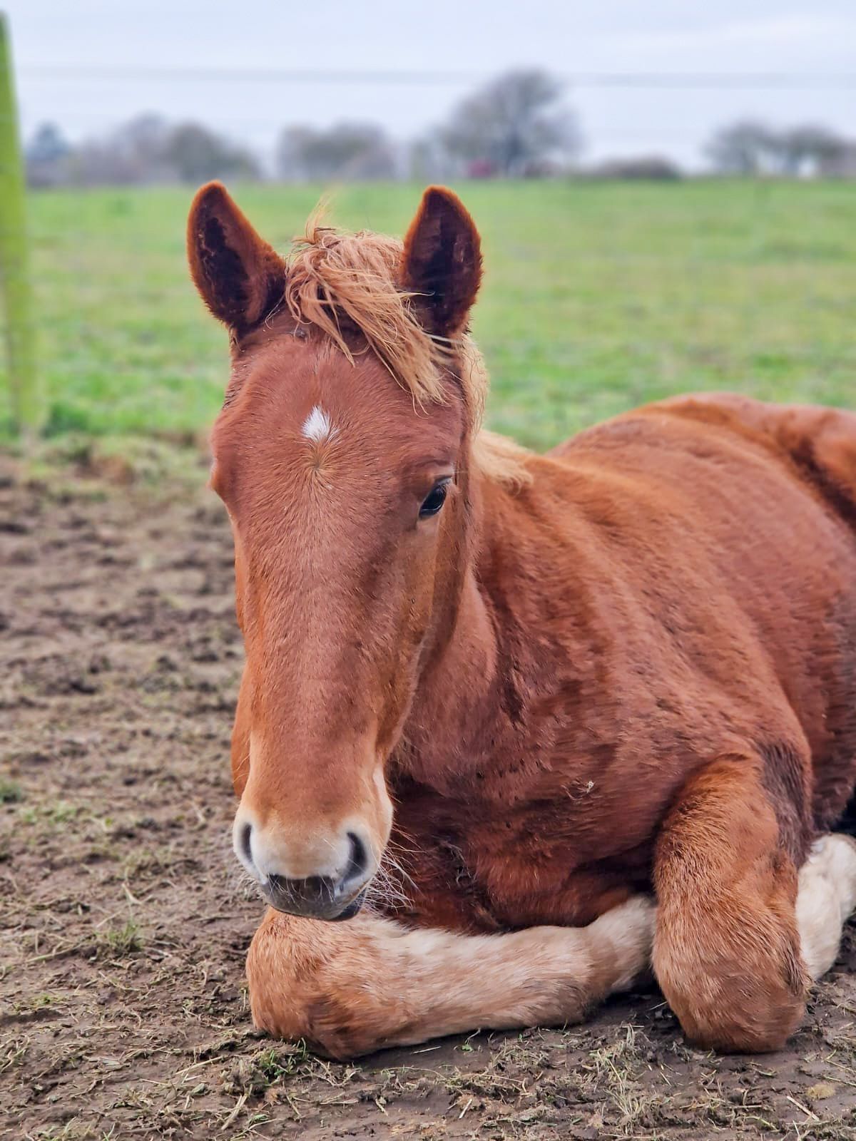 A foal laying down in a field at the Suffolk Punch Trust