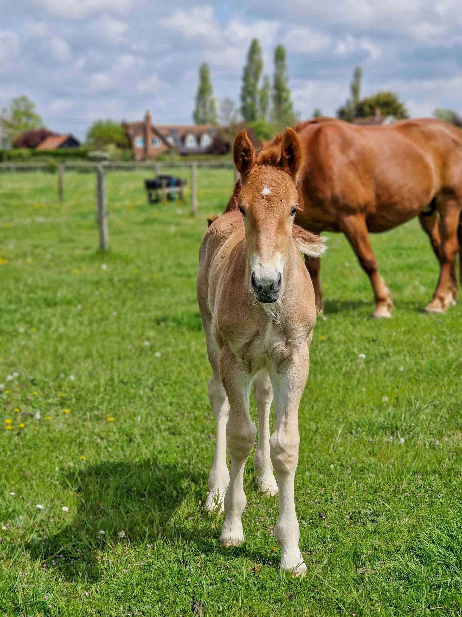 A foal horse at the Suffolk Punch Trust