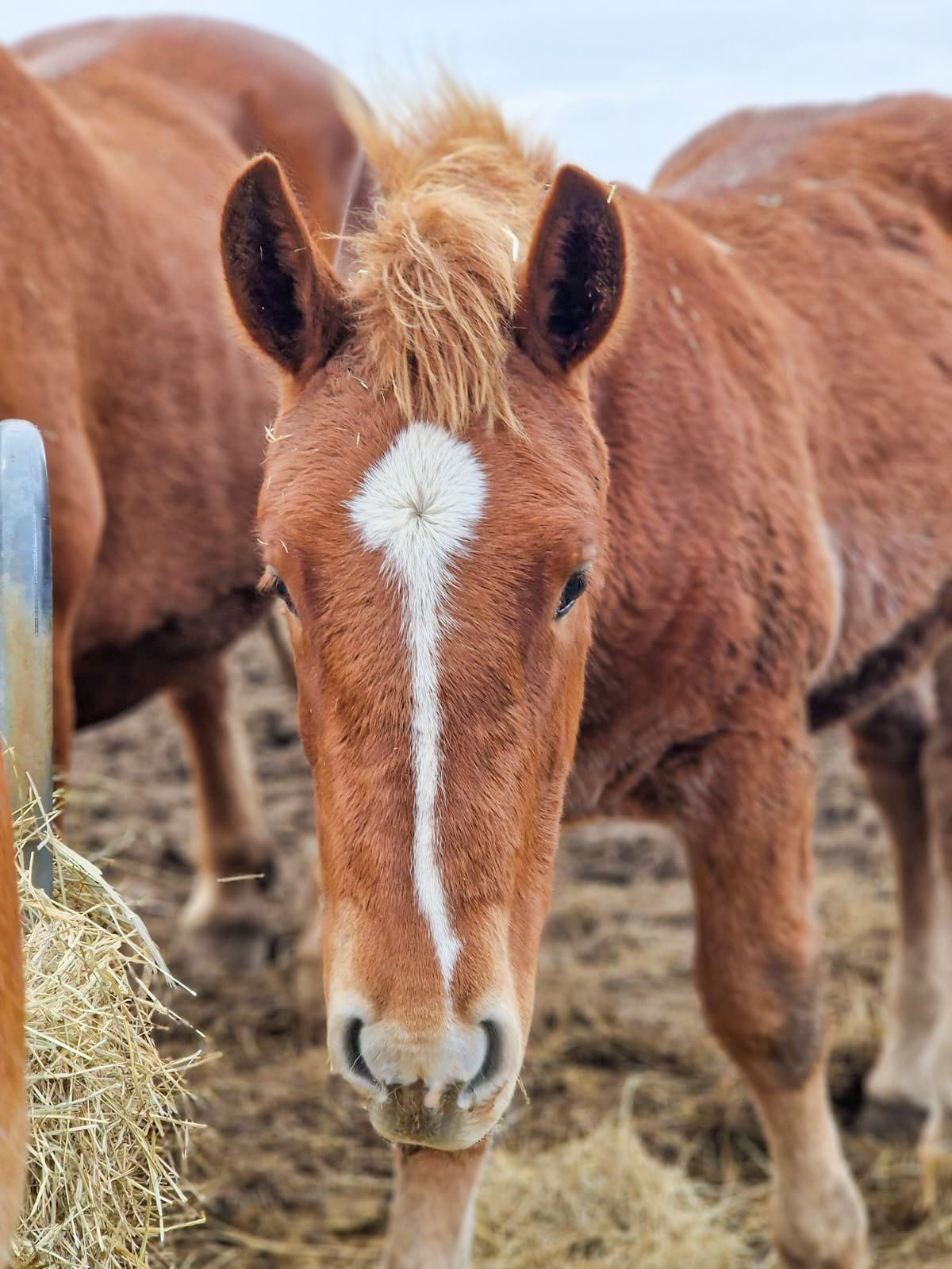 A foal horse eating hay at the Suffolk Punch Trust