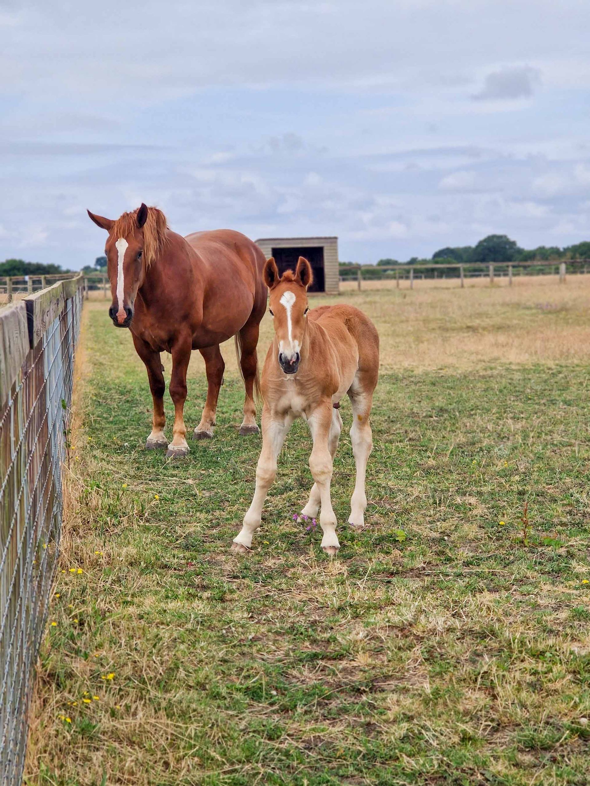 Mother and baby horse at the Suffolk Punch Trust
