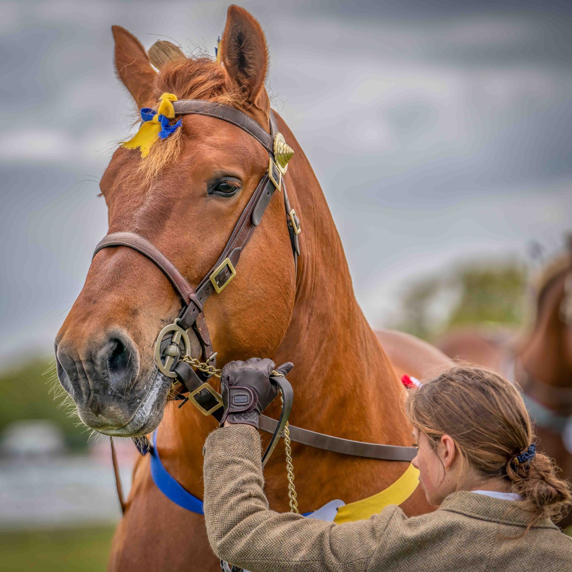 A groom with a stallion horse from the Suffolk Punch Trust at a horse show