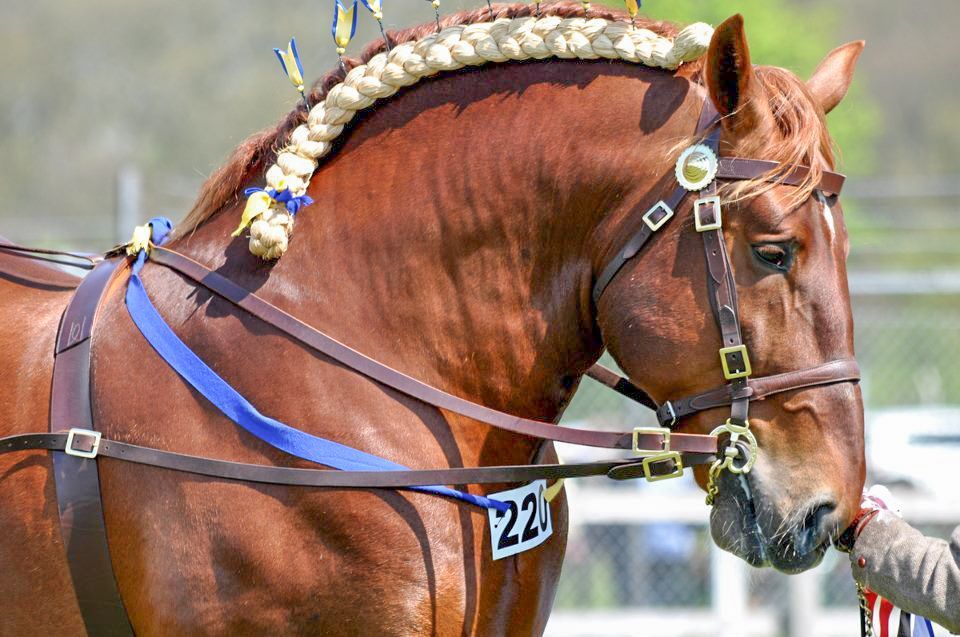 A Suffolk Punch horse showing his braided mane and flytes
