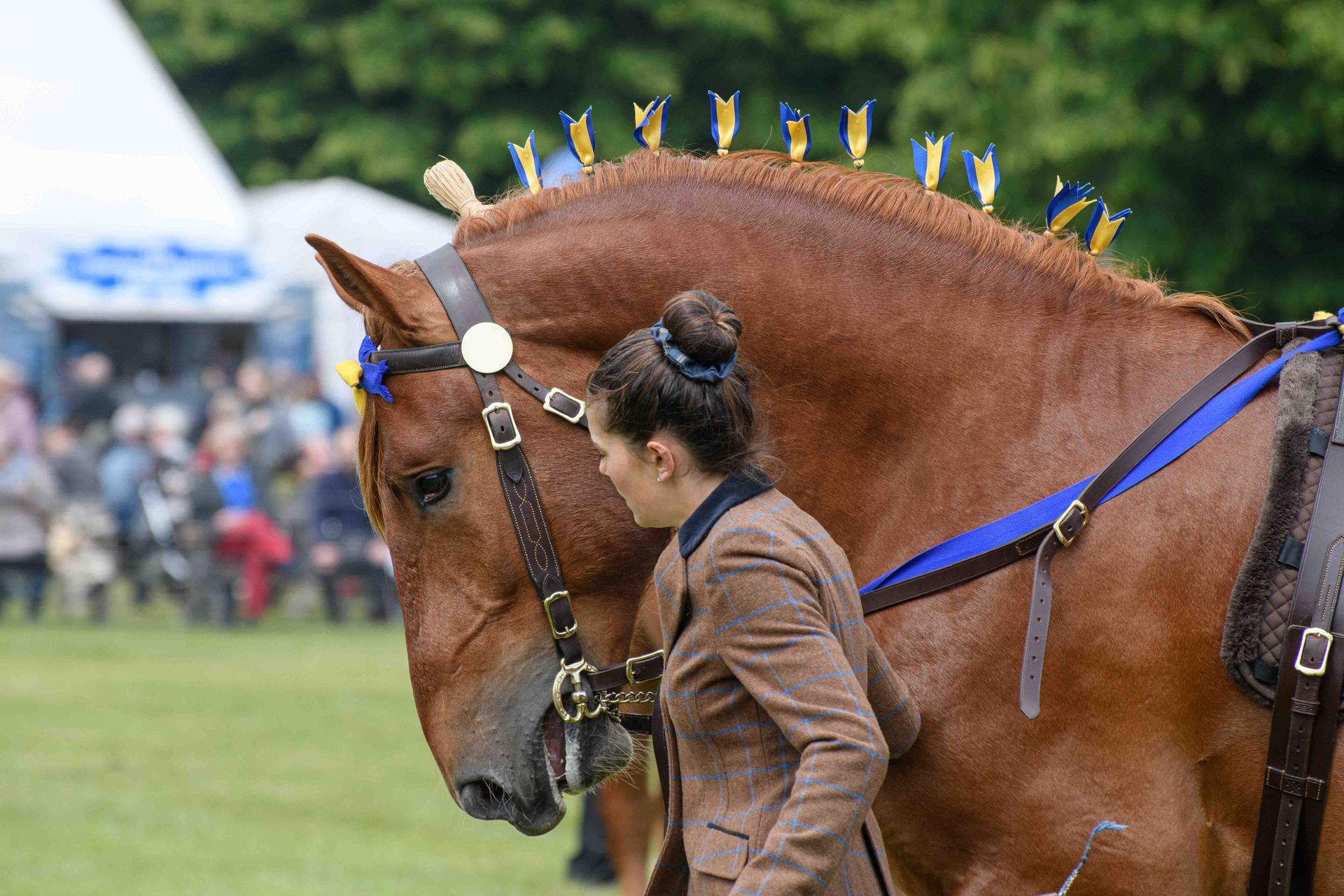 a woman is standing next to a brown chesnut horse with ribbons on its mane from the Suffolk Punch Trust show