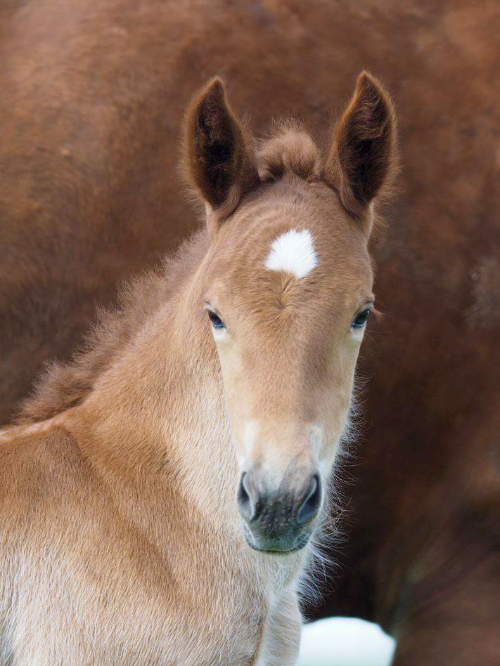 Close up of a foal next to its mare mum at the Suffolk Punch Trust