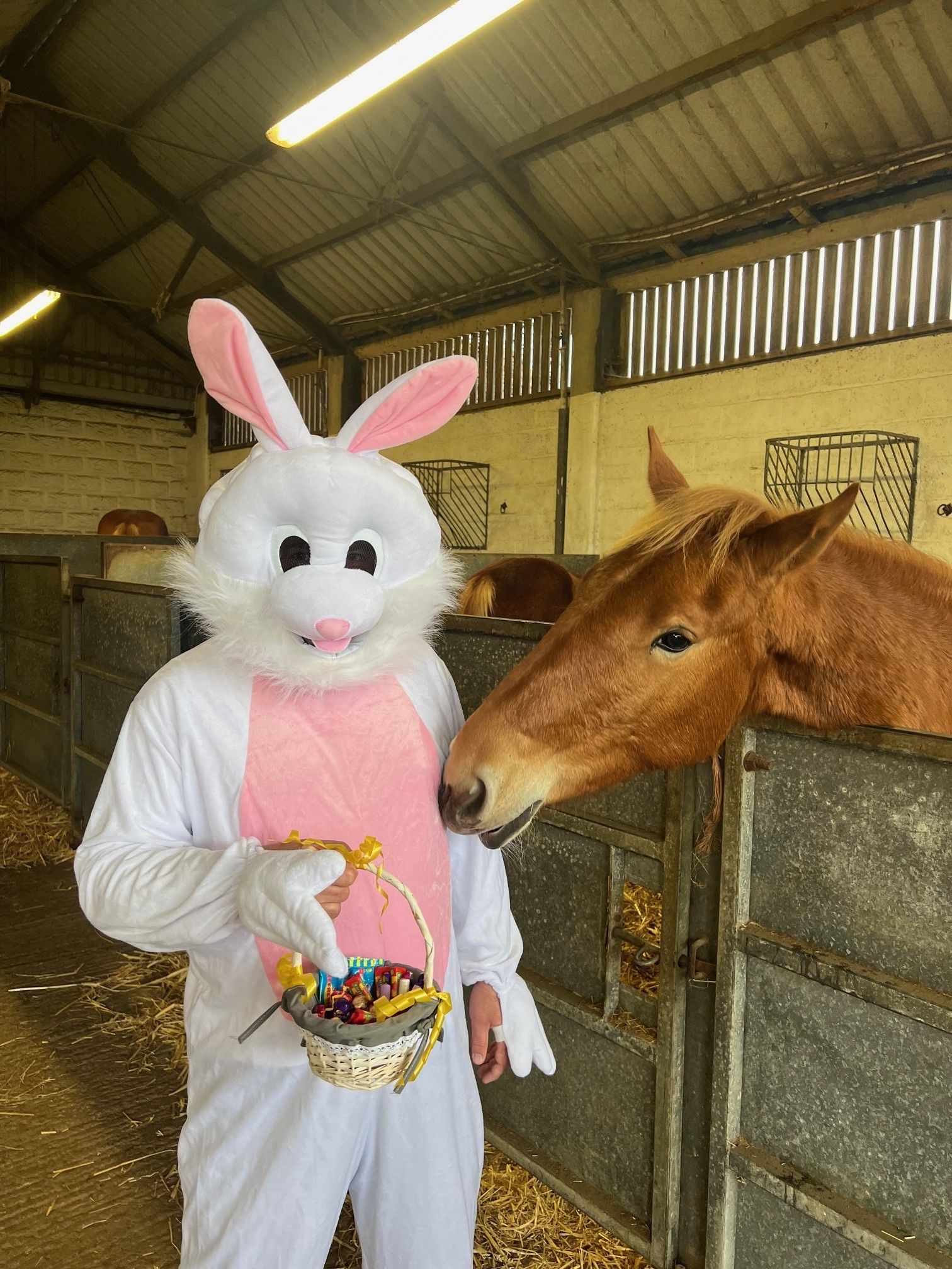 The Easter Bunny visiting Colony Haze in the stables at The Suffolk Punch Trust.