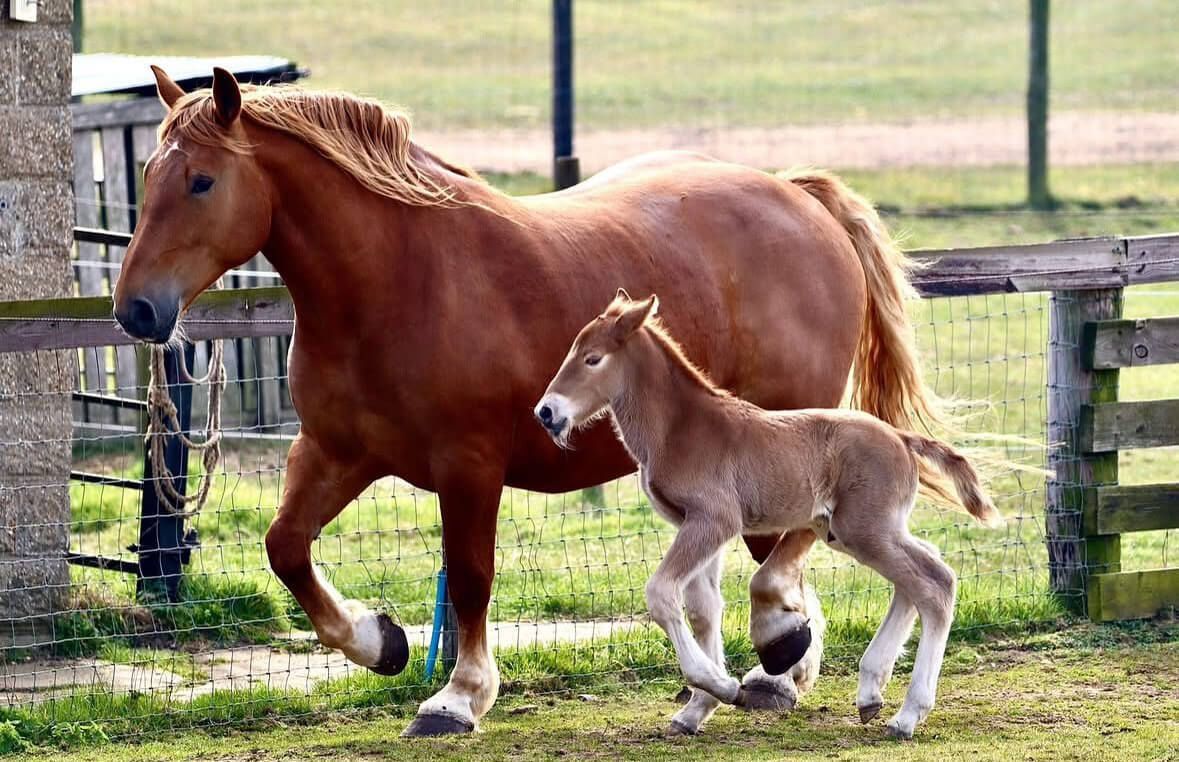 a new foal is born at the Suffolk Punch Tust, Colony Leonar 17th March 2025