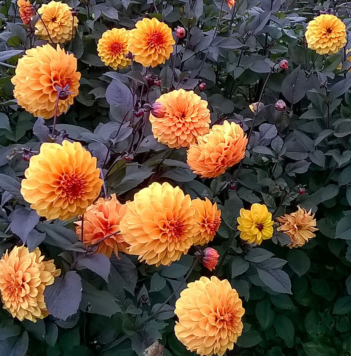 Orange flowers at the Suffolk Punch Trust's Heritage Garden