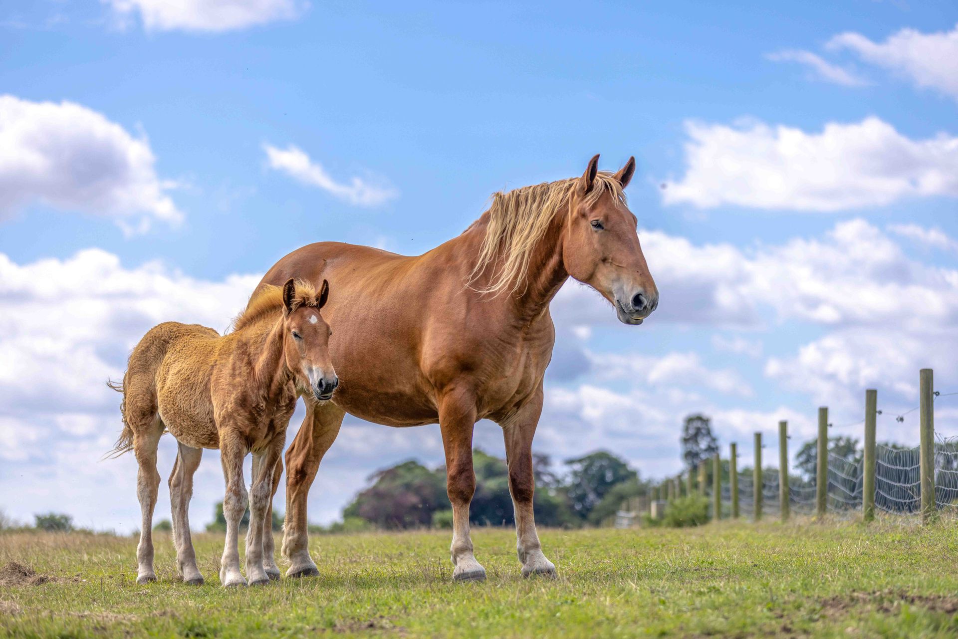 a mare horse and her foal are standing next to each other in a field at the Suffolk Punch Trust charity