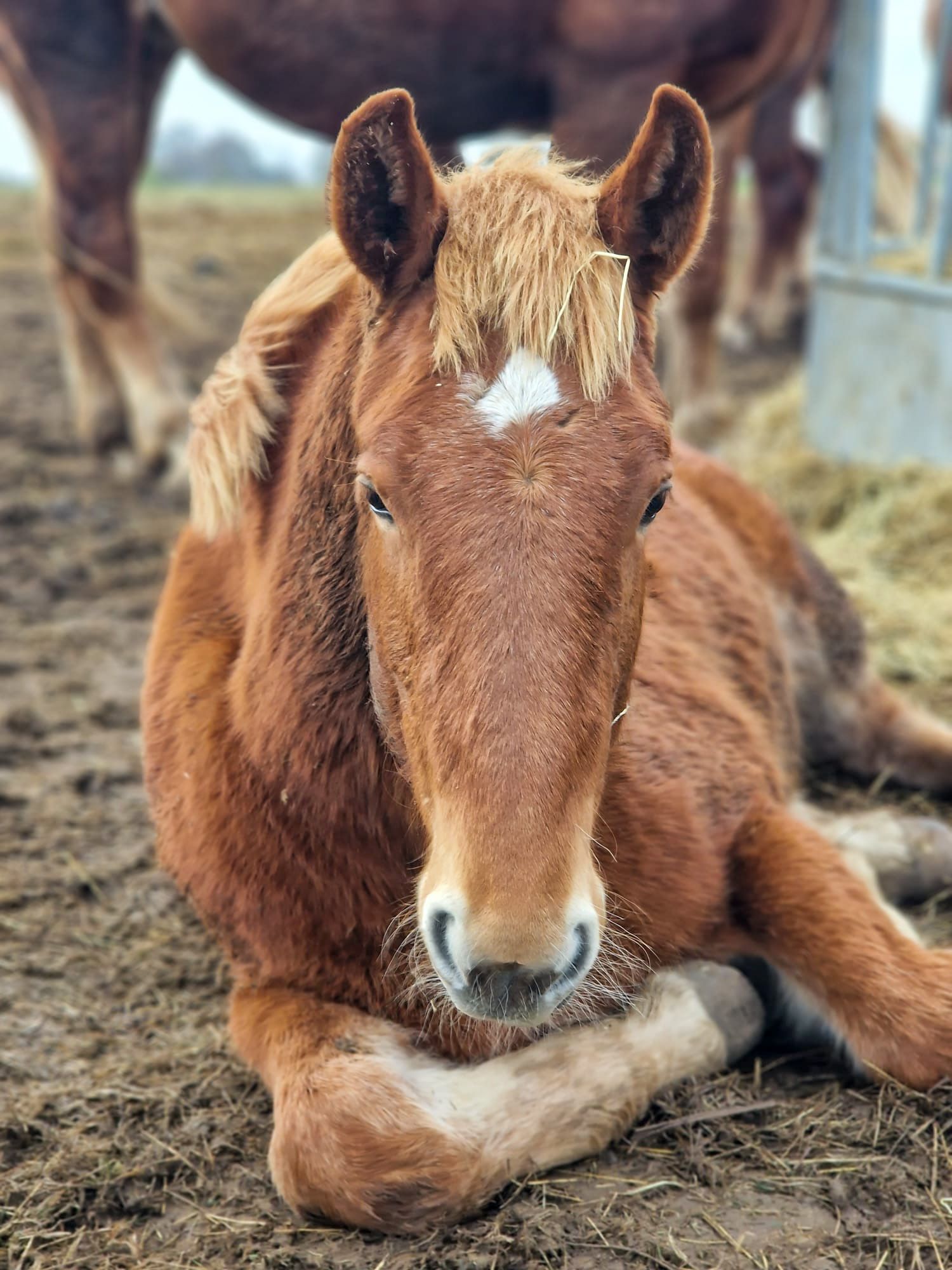a foal laying down in mud at the Suffolk Punch Trust