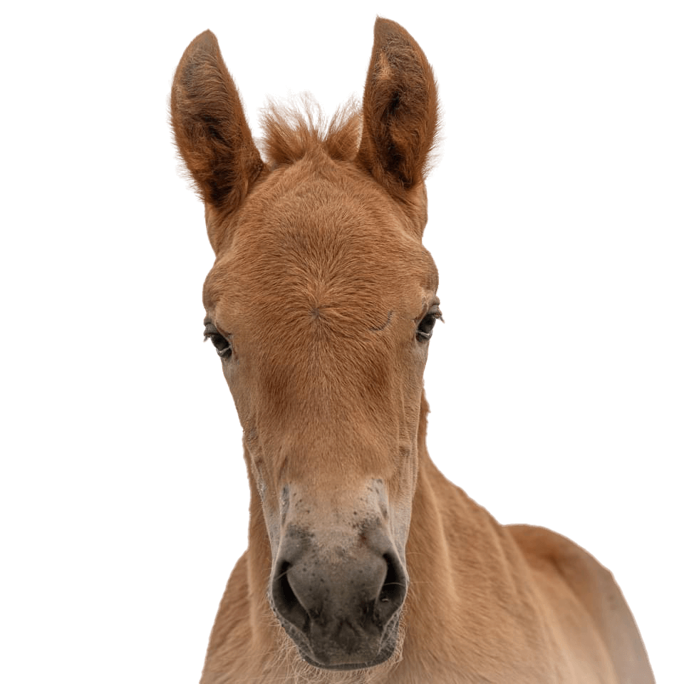A brown foal horse looking at the camera with a clear background, bred at the Suffolk Punch Trust