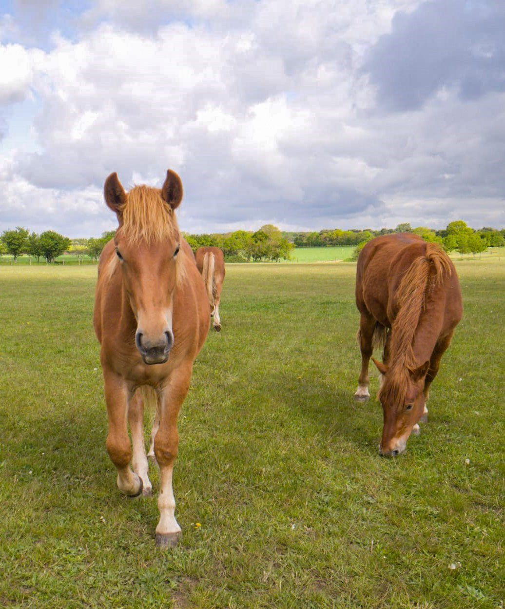A foal at the Suffolk Punch Trust