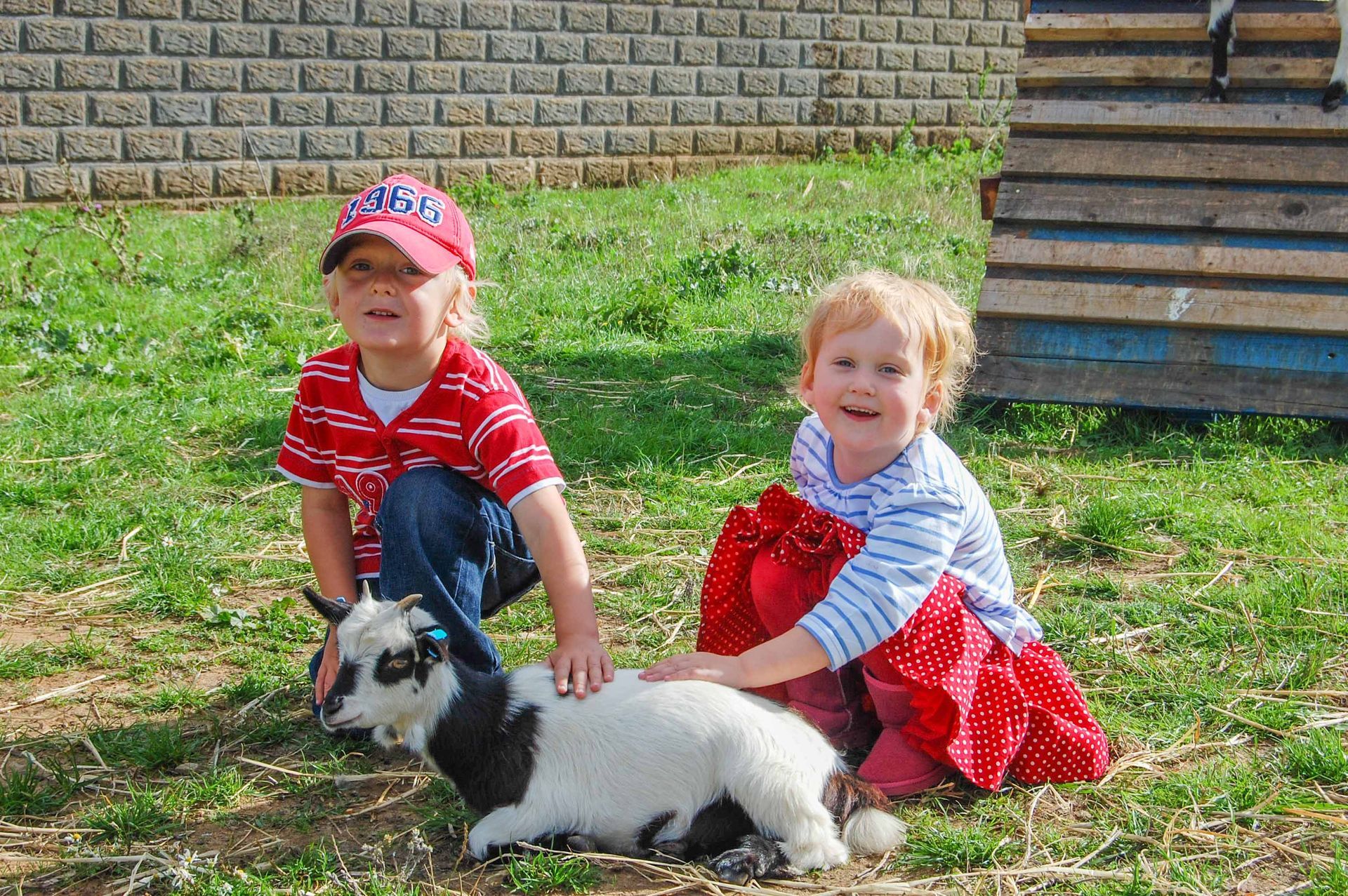 Children petting a goat at the Suffolk Punch Trust Pets Paddock