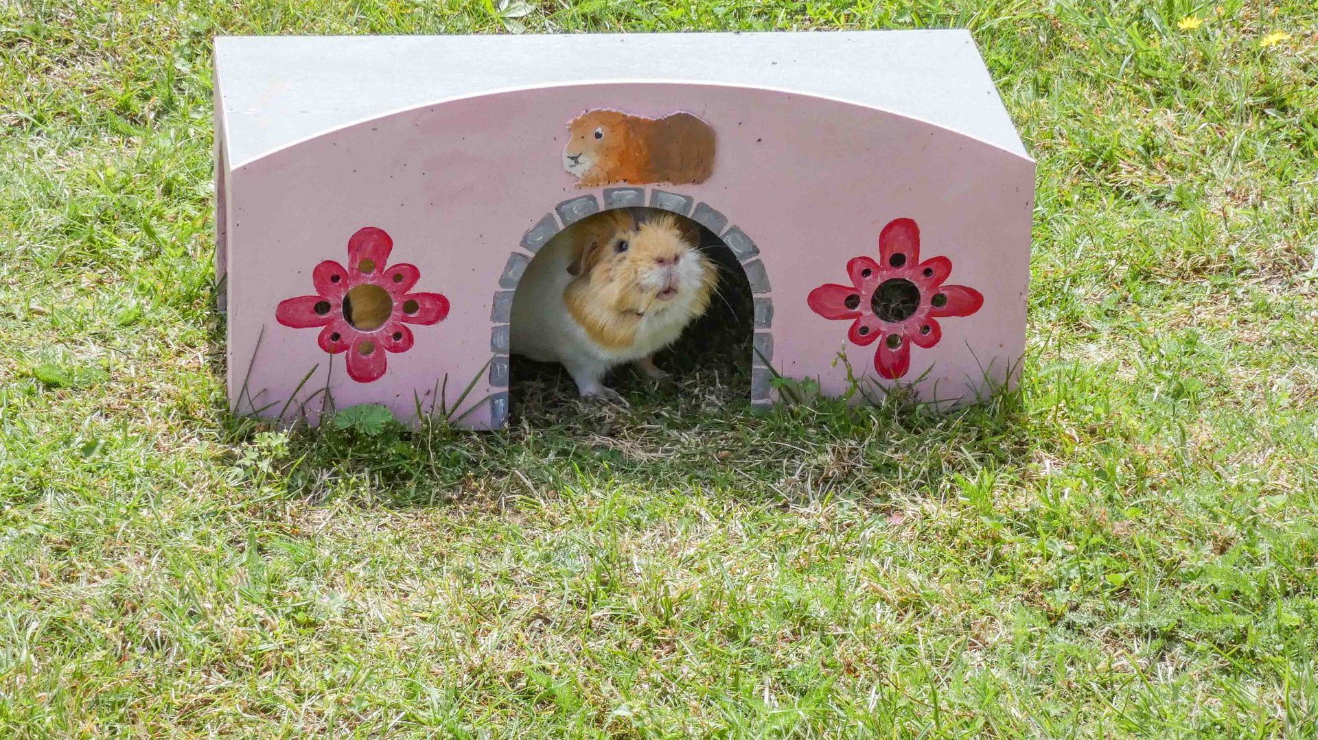 A guinea pig at the Pets Paddock located at the Suffolk Punch Trust charity