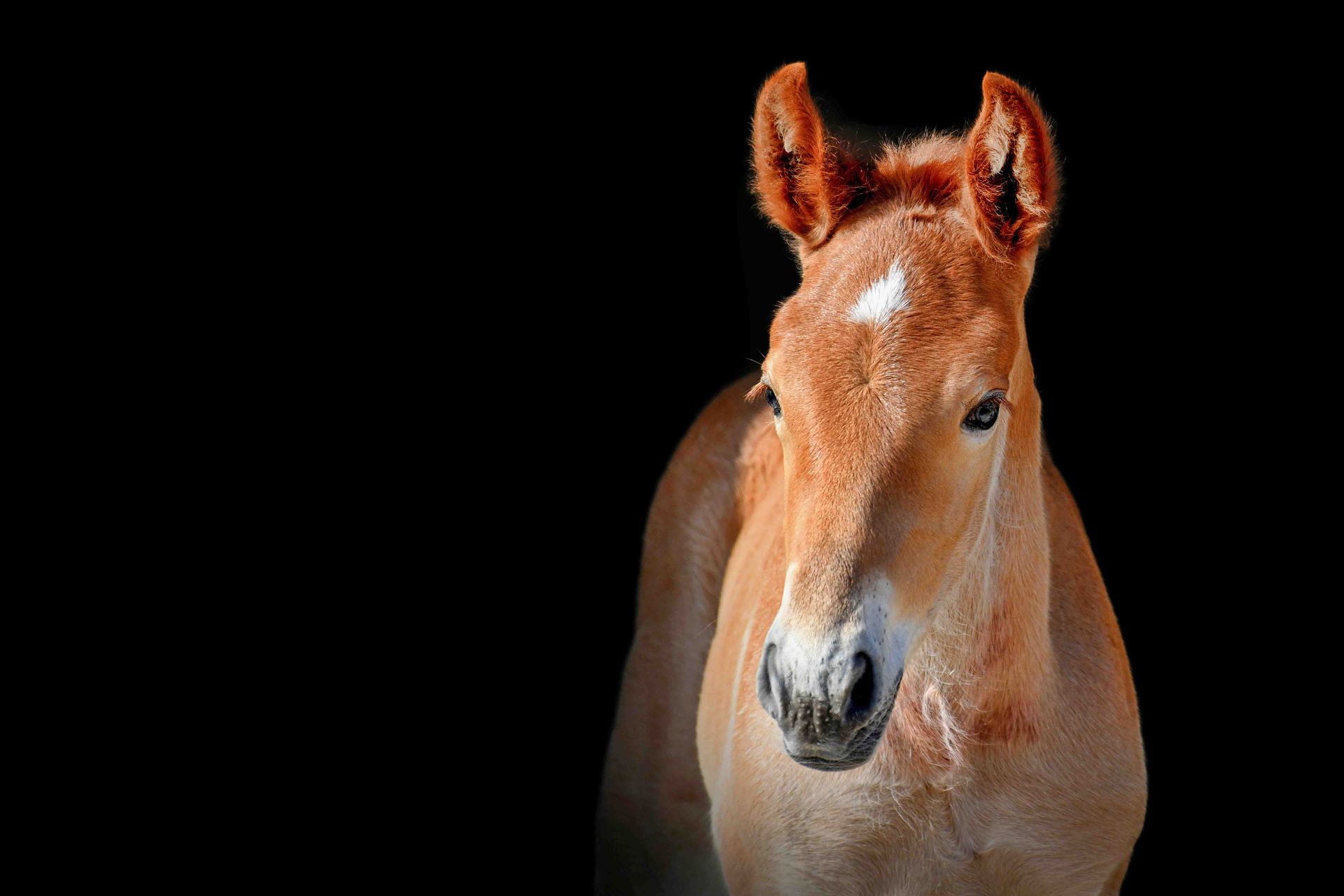 A chesnut brown foal with a black background at the Suffolk Punch Trust