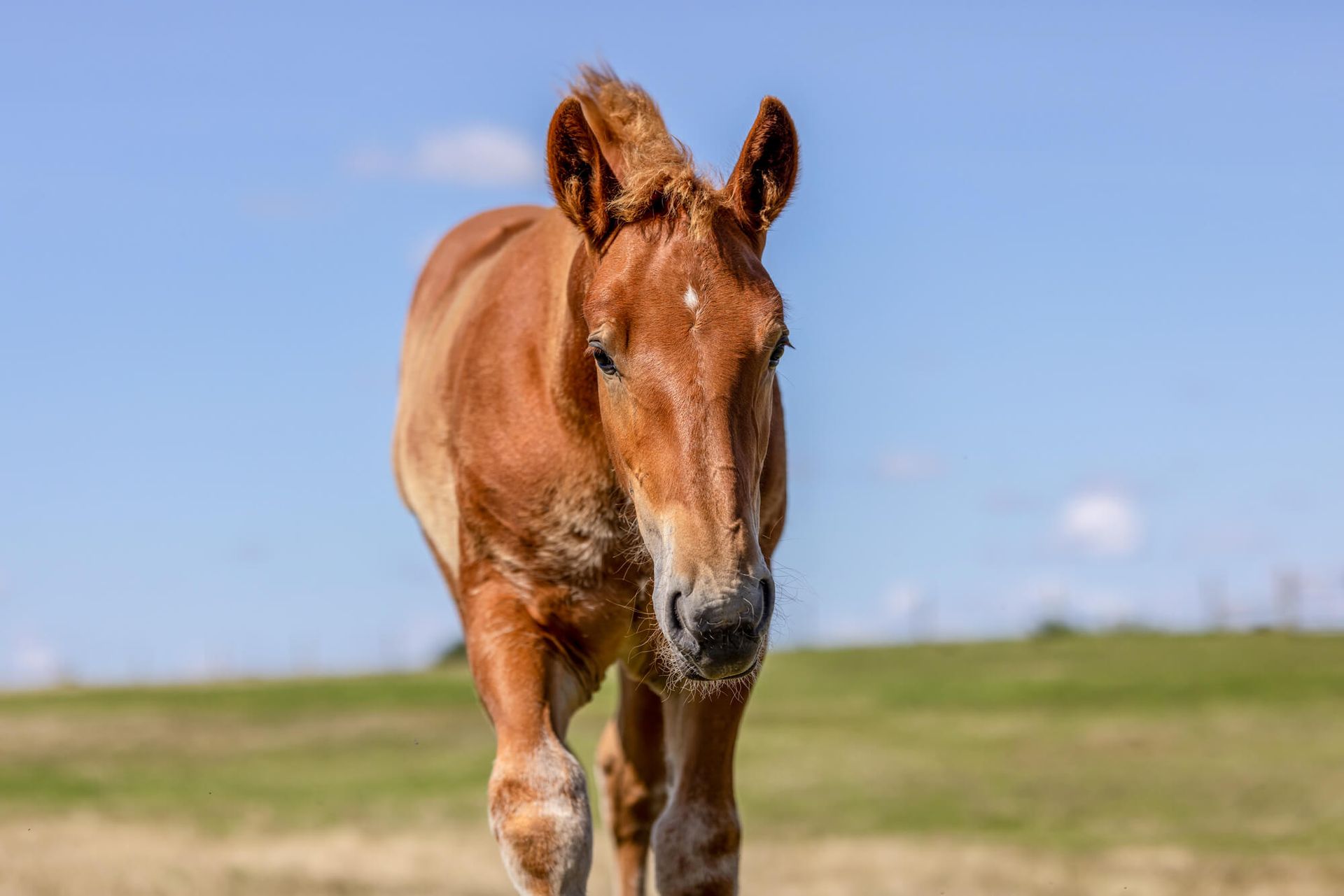 A brown chesnut Suffolk Punch horse foal standing in a field and looking at the camera .