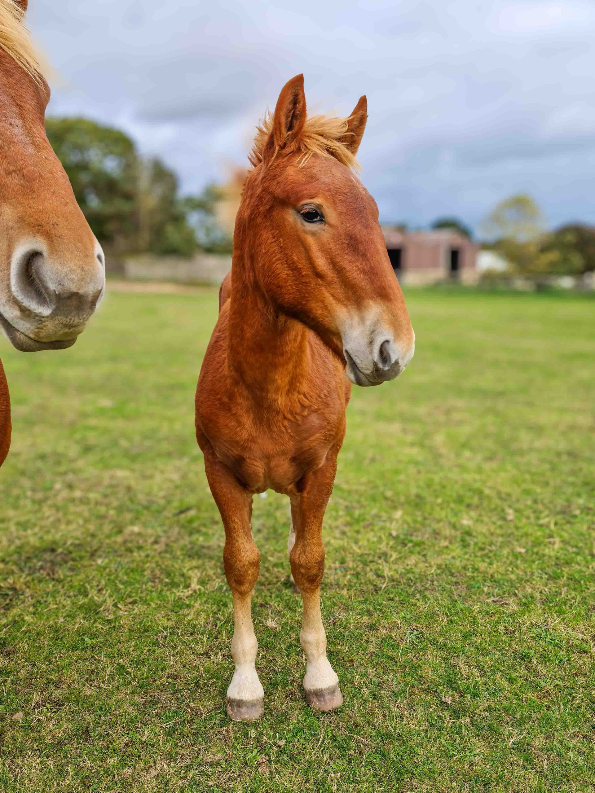 Chesnut foal at the Suffolk Punch Trust