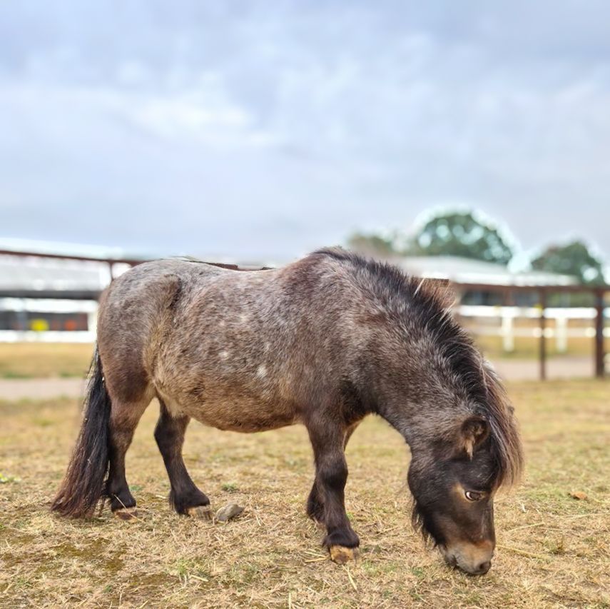 A shetland Pony at the Suffolk Punch Trust
