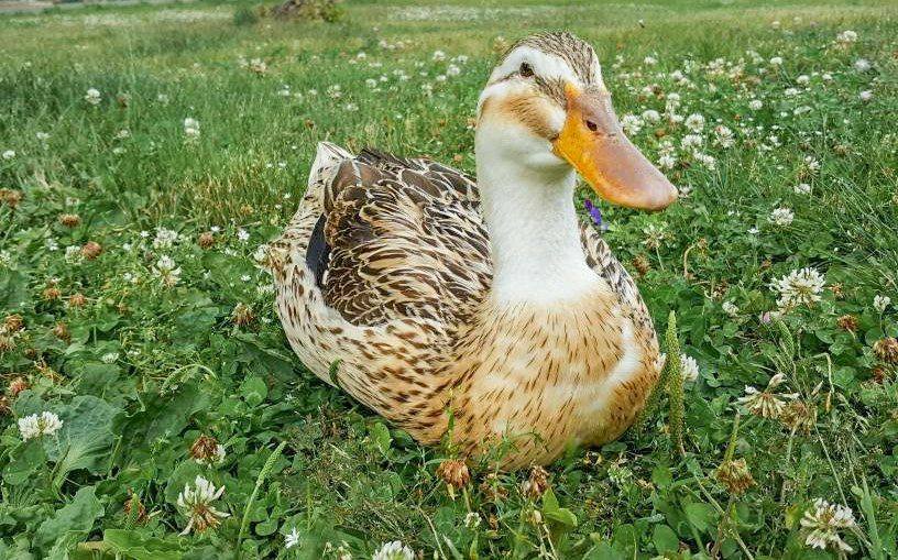 The rare breed Silver Appleyard Duck at the Suffolk Punch Trust